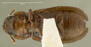 Media type: image;   Entomology 121 Aspect: habitus ventral view